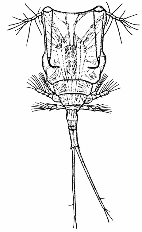 Copilia quadrata (Female), a Copepod of the Family Corycæidæ