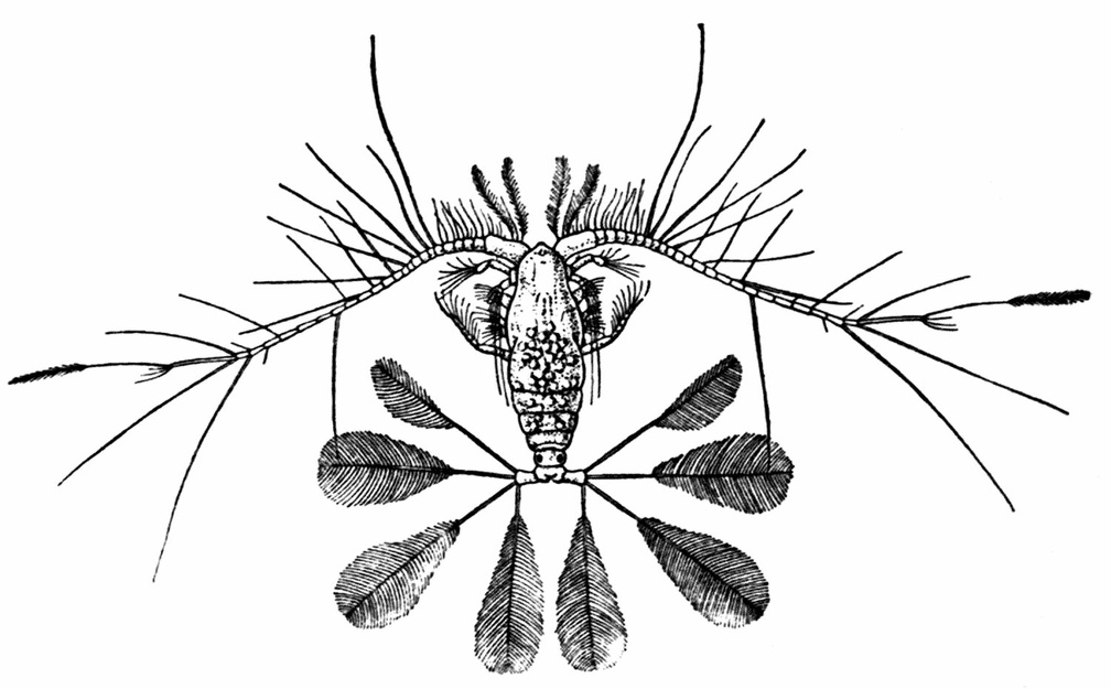 Calocalanus pavo, One of the Free-swimming Copepoda of the Plankton