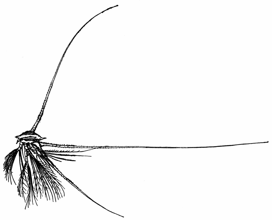 The Nauplius Larva of a Species of Barnacle of the Family Lepadidæ, showing greatly-developed Spines