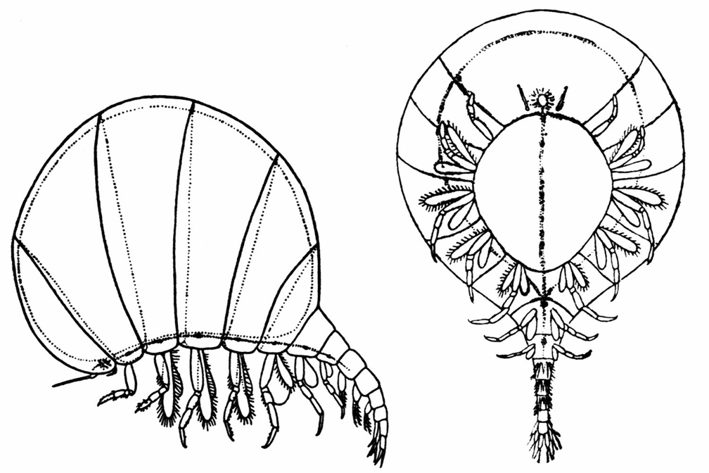 Mimonectes loveni. A Female Specimen seen from the Side and from Below