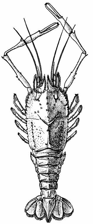 Polycheles phosphorus, One of the Eryonidea, Female, from the Indian Seas.jpg