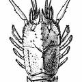 Polycheles phosphorus, One of the Eryonidea, Female, from the Indian Seas