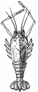 Polycheles phosphorus, One of the Eryonidea, Female, from the Indian Seas