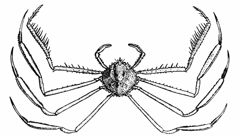 A Deep-sea Crab (Platymaia wyville-thomsoni).jpg