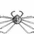 A Deep-sea Crab (Platymaia wyville-thomsoni)