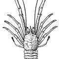 Munidopsis regia, a Deep-sea Galatheid from the Bay of Bengal
