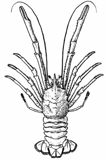 Munidopsis regia, a Deep-sea Galatheid from the Bay of Bengal