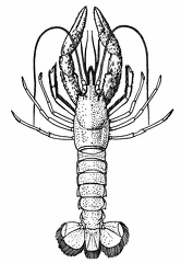 A Deep-sea Lobster 