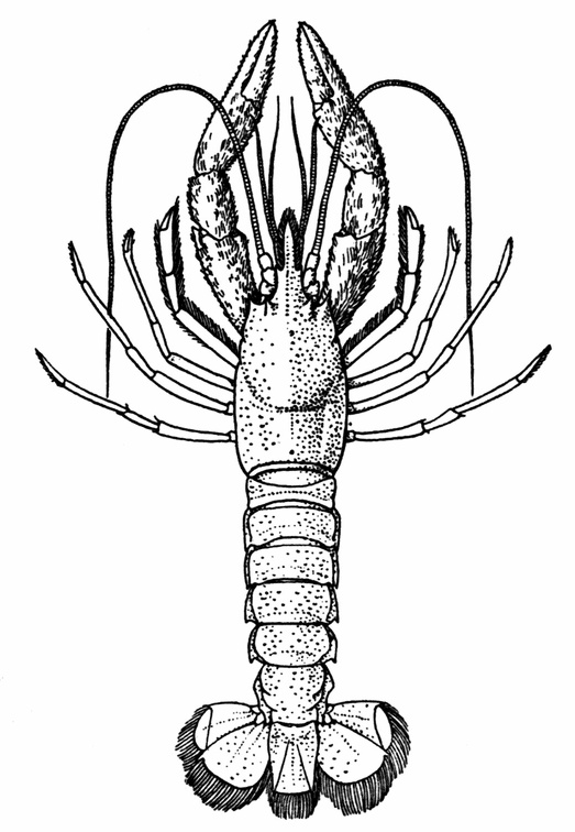 A Deep-sea Lobster (Nephropsis stewartii), from the Bay of Bengal.jpg