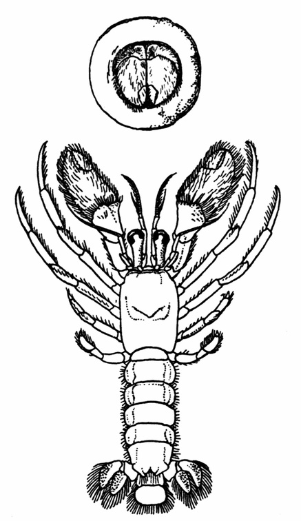 Pylocheles miersii, a Symmetrical Hermit Crab.jpg