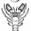 Pylocheles miersii, a Symmetrical Hermit Crab