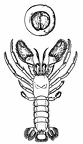 Pylocheles miersii, a Symmetrical Hermit Crab
