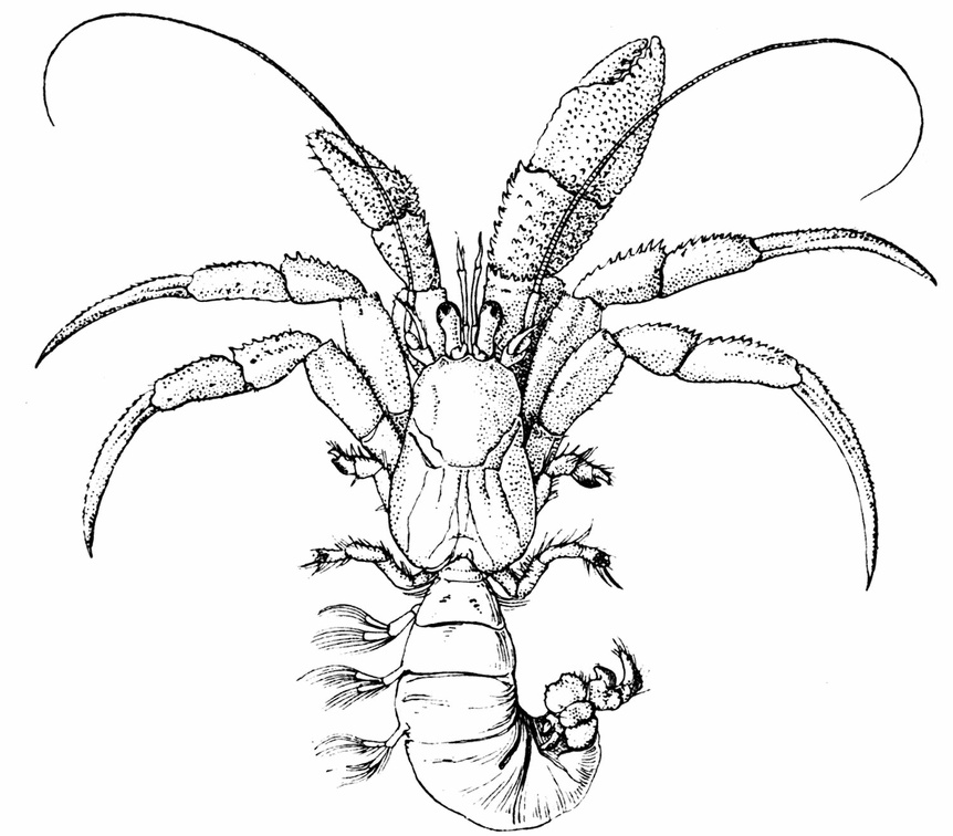 A Common Hermit Crab.jpg
