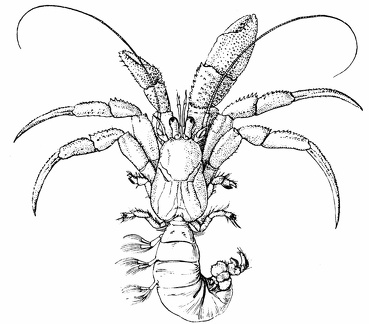 A Common Hermit Crab