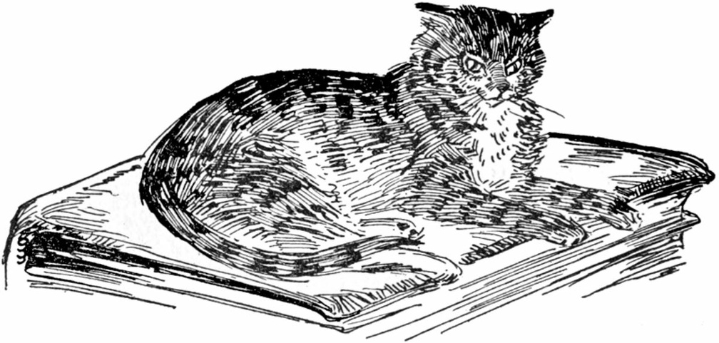 Cat on an old book.jpg