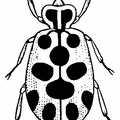 Thirteen-Spotted Lady Beetle