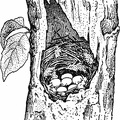 Nest of the Chicadee