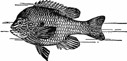 Long-eared Sunfish