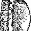 The Caterpillar of the Eyed Hawk-Moth (Smerinthus ocellatus)