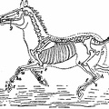 Skeleton of Horse