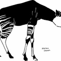 African Okapi