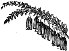 Pentapterygium serpens