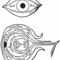 The Anatomy of the Eye