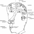 Diagram of the senses, the humours, the cerebral ventricles, and the intellectual facultie