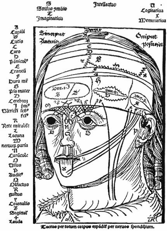 The figure shows the ten layers of the head