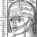 The figure shows the ten layers of the head