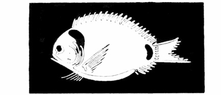 Painting of fish on plates