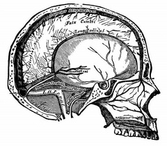 Vertical section of the skull, showing the sinuses of the dura mater