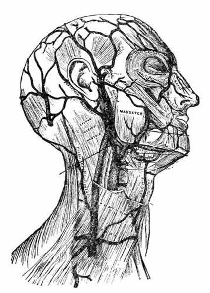Superficial veins of the head and neck.jpg