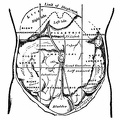 The regions of the abdomen and their contents