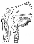 Passage into trachea and esophagus; Pharynx