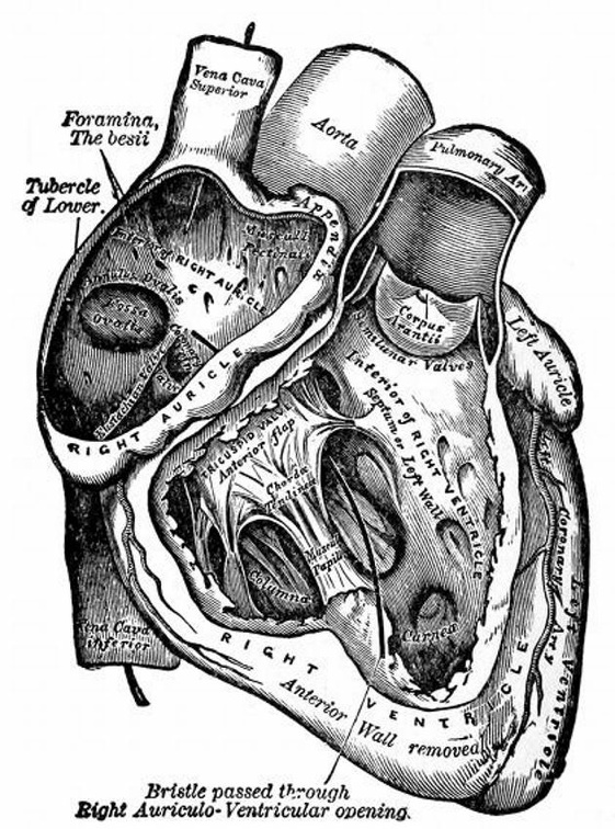 The right auricle and ventricle laid open.jpg