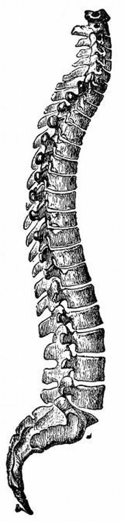 The Spine.jpg