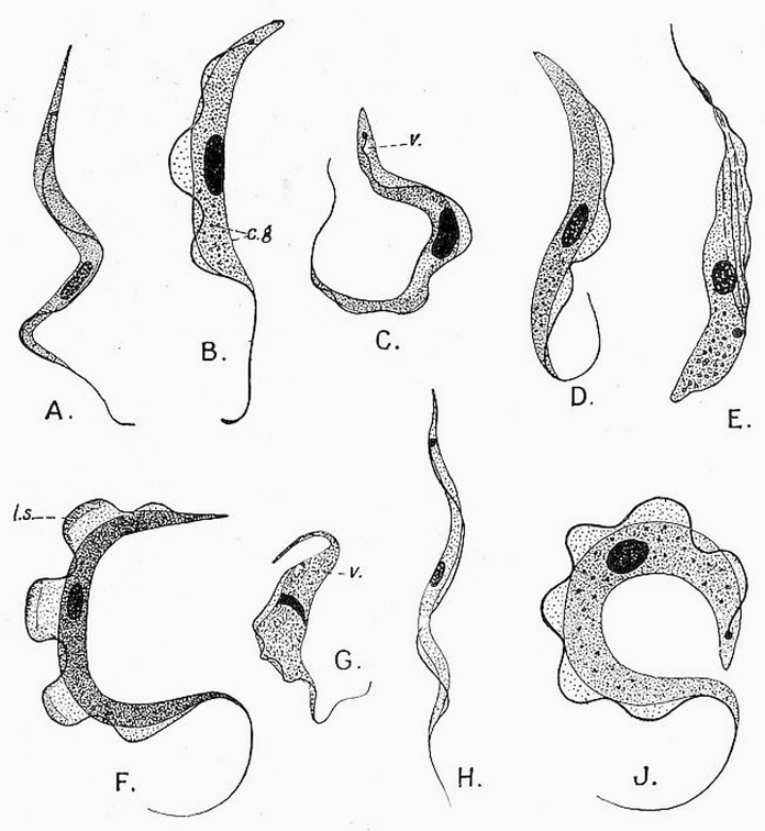 Various species of Trypanosoma from the blood of mammals, birds, and reptiles.jpg