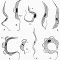 Various species of Trypanosoma from the blood of mammals, birds, and reptiles