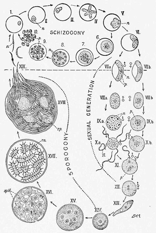 A diagram showing the life-history and migration of the Malaria parasite.jpg