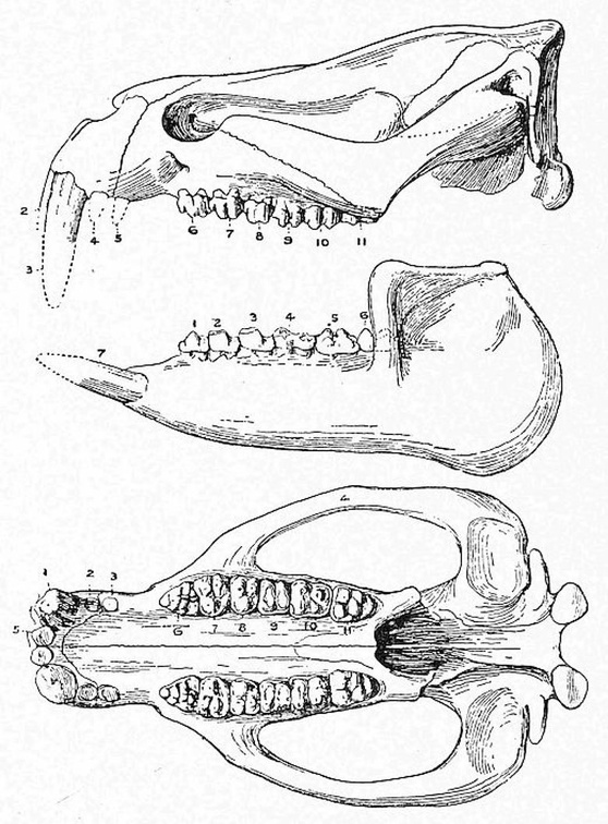 Drawing of the skull and lower jaw of the Meritherium, discovered by Dr. Andrews in the Upper Eocene of the Fayum Desert..jpg