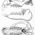 Drawing of the skull and lower jaw of the Meritherium, discovered by Dr. Andrews in the Upper Eocene of the Fayum Desert.