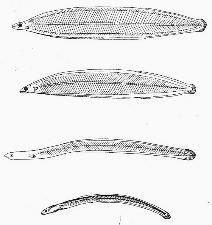 The young of the common Eel and its metamorphosis.jpg