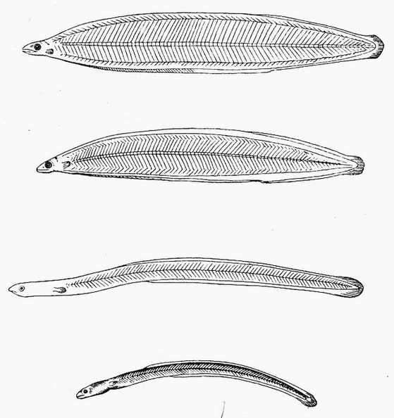 The young of the common Eel and its metamorphosis
