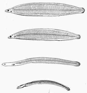 The young of the common Eel and its metamorphosis