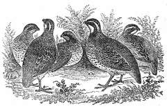 Partridges