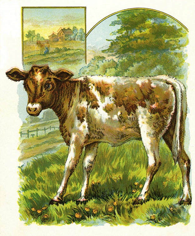 A calf.jpg