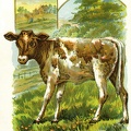 A calf
