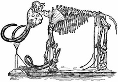 Skeleton of the Mammoth in the Royal Museum of St. Petersburg