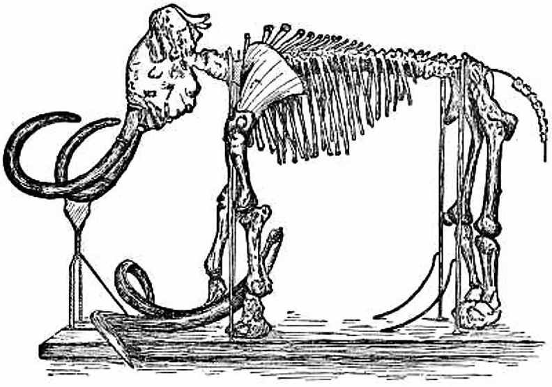 Skeleton of the Mammoth in the Royal Museum of St. Petersburg.jpg